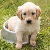 Original Kürbiskernöl für Hunde: Ihr gesundes Haustier