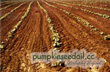 Styrian Pumpkin Sowing